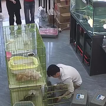 Paw-ception, the furrmula is broken...