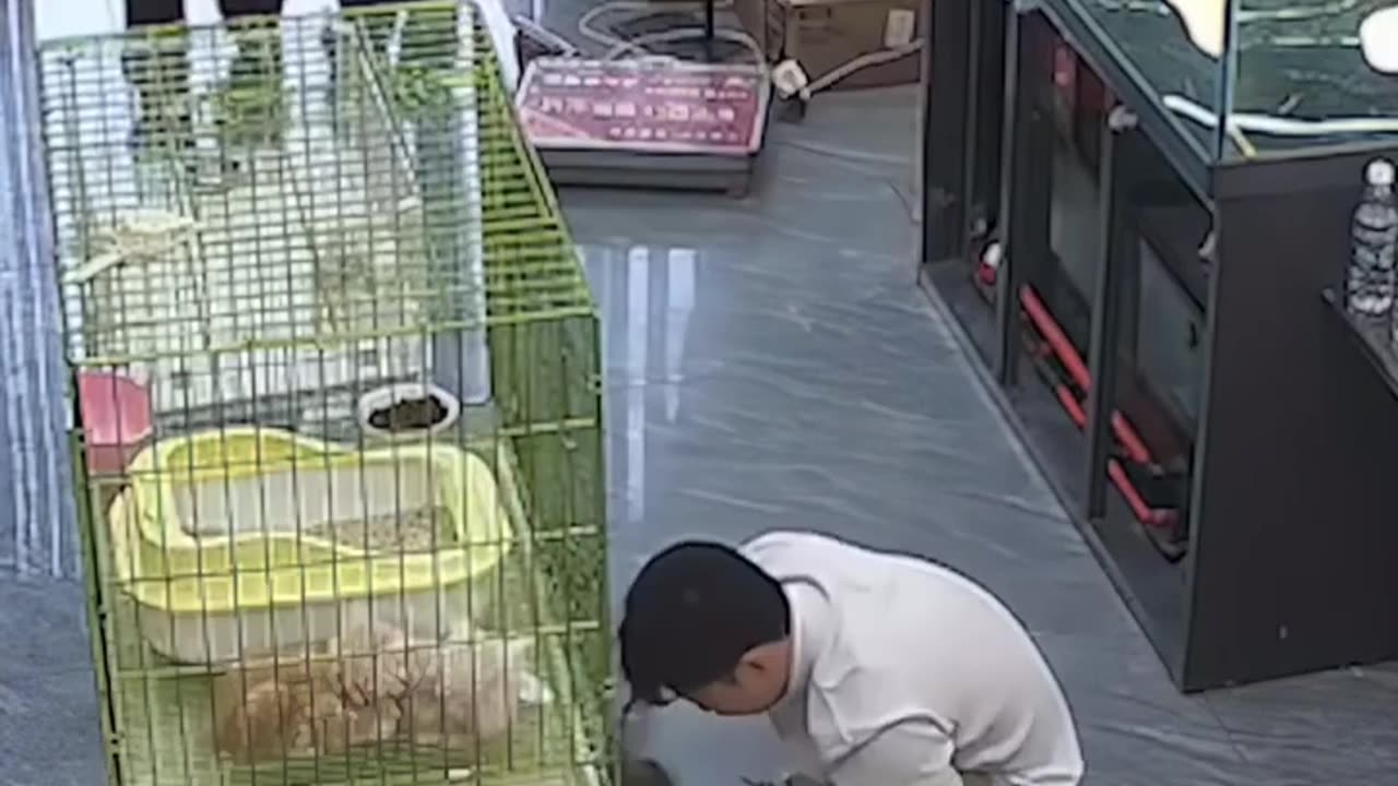 Paw-ception, the furrmula is broken...