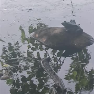 Bullfrogs kissena park
