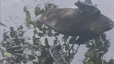 Bullfrogs kissena park