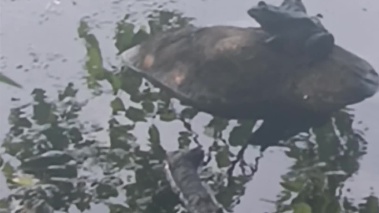 Bullfrogs kissena park