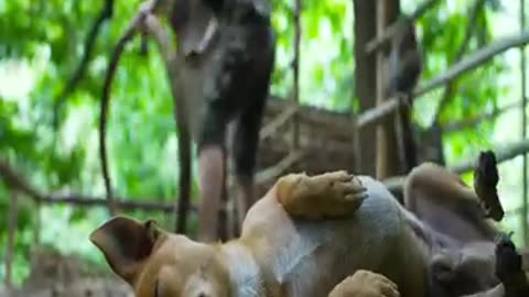 cute girl jangal survival