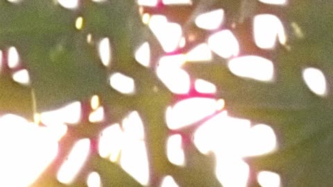 WAV - Nice Distraction