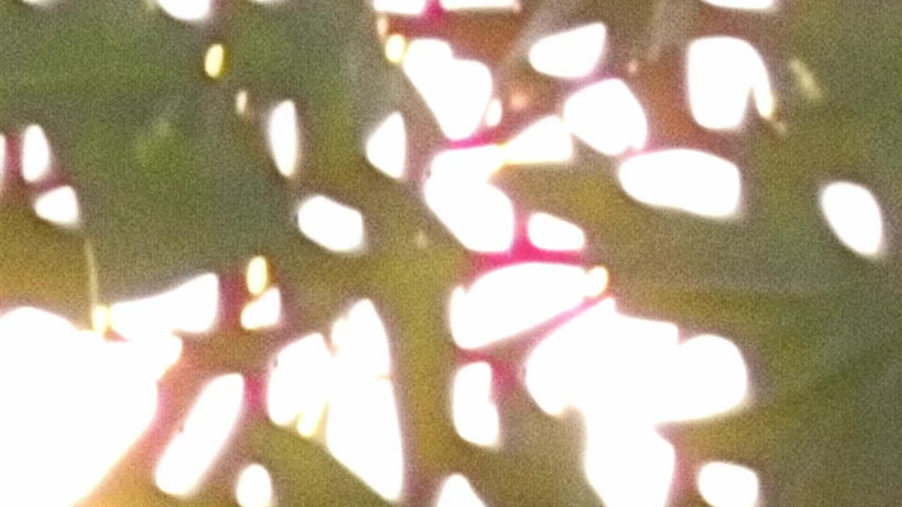 WAV - Nice Distraction