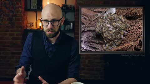 What is the Difference Between Bees, Wasps, and Hornets?