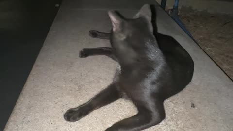 Stray cats in my area at past 3am sensed something… Watch ‘till the end!