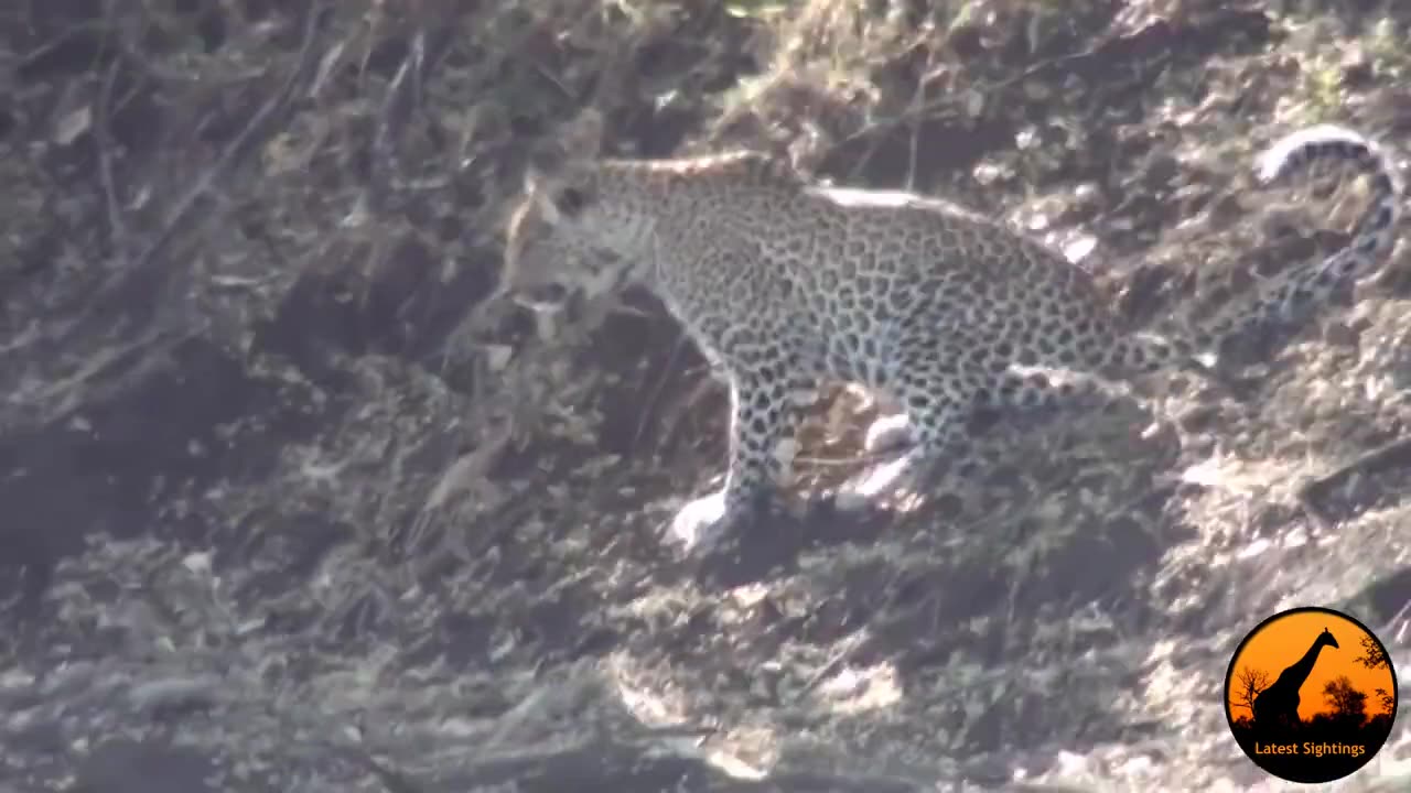 3 Leopards Lose Their Kill To A Crocodile