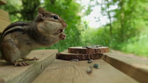 Listen to some soft jazz music and watch the lovely mice.
