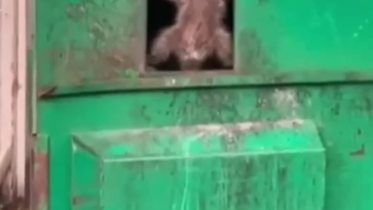 Funny animals. Try not to laugh.