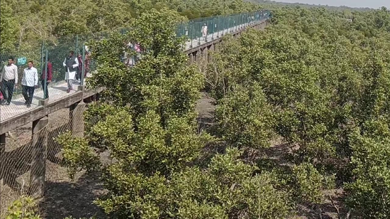 Mangrove forest