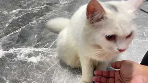 Cat animal cute