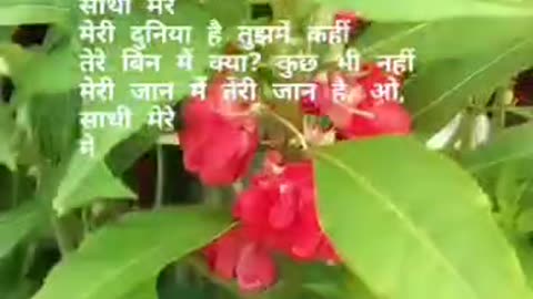 My terrace my garden