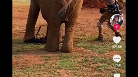 funny animal