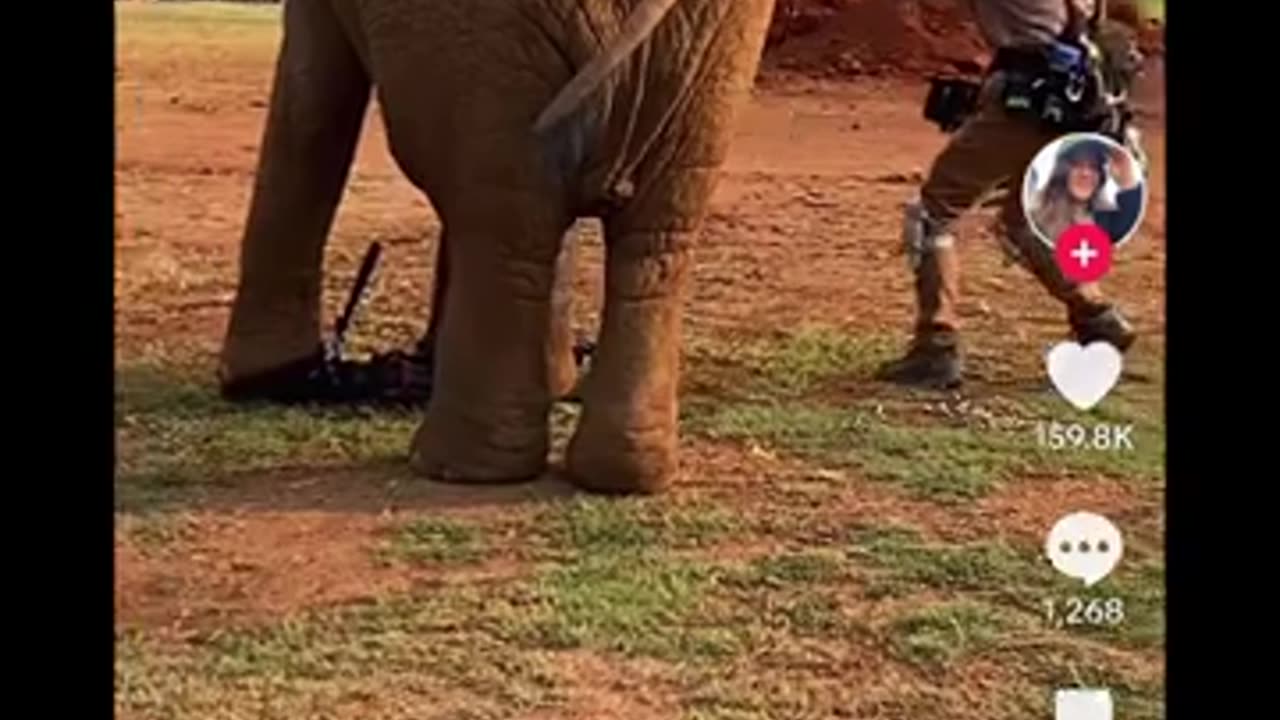 funny animal