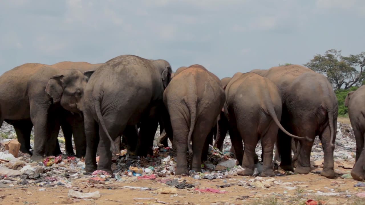 Life of elephant 🐘🐘