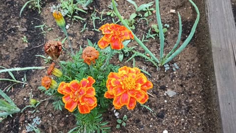Marigolds