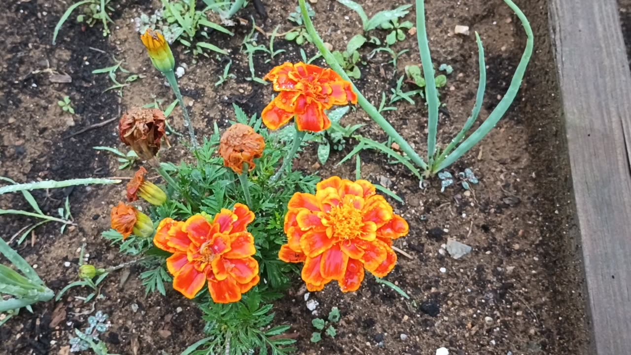 Marigolds
