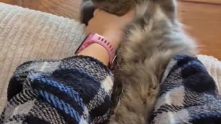 😂🐶 You Won't Believe This Pet's Bizarre Petting Obsession! | FunFM