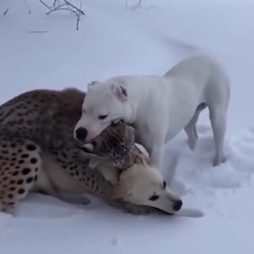 Lynx attacks Golden Retriever