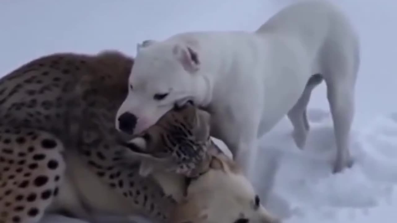 Lynx attacks Golden Retriever