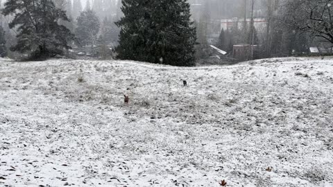 waynes park patrol in the snow 329308423098