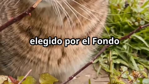 DAY OF CAT-DIA DEL GATO