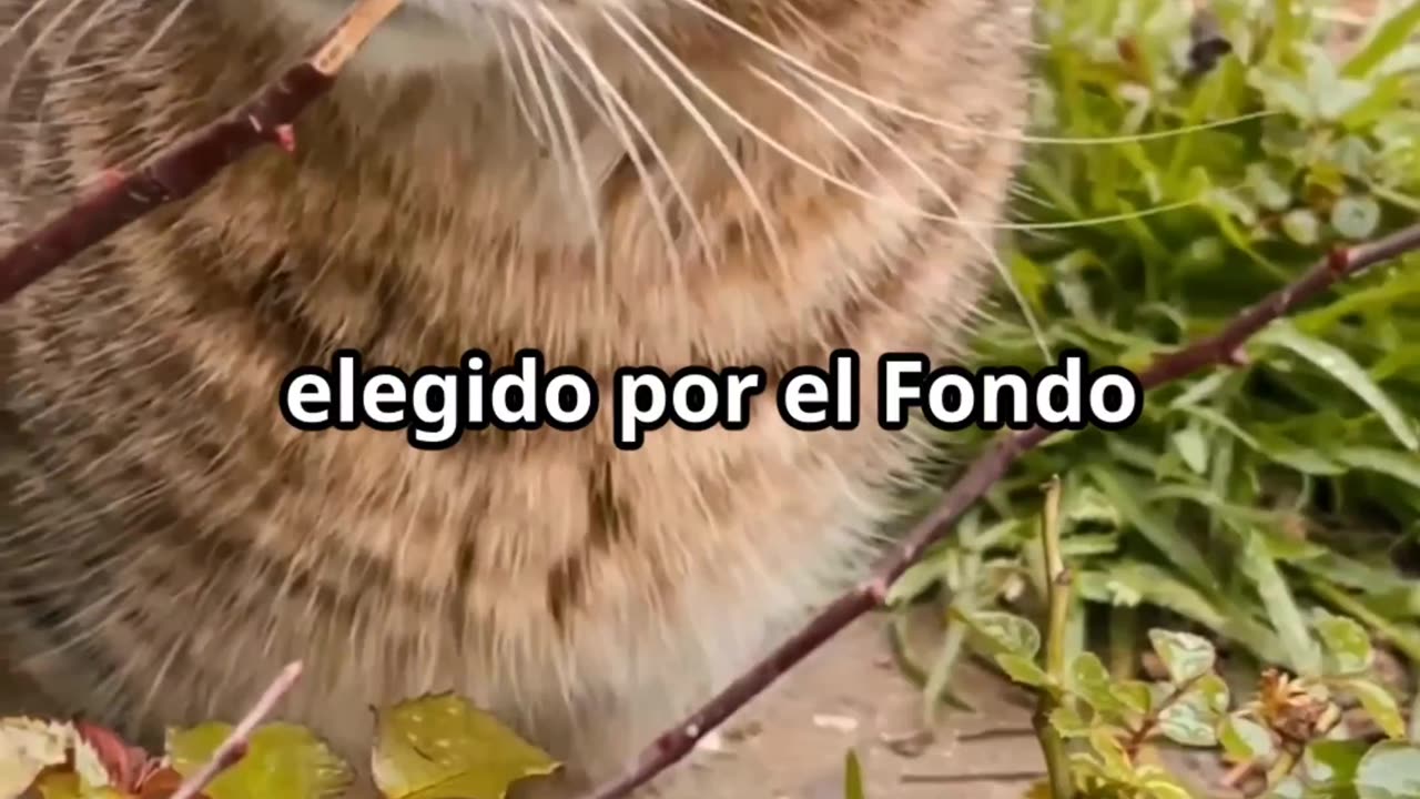 DAY OF CAT-DIA DEL GATO