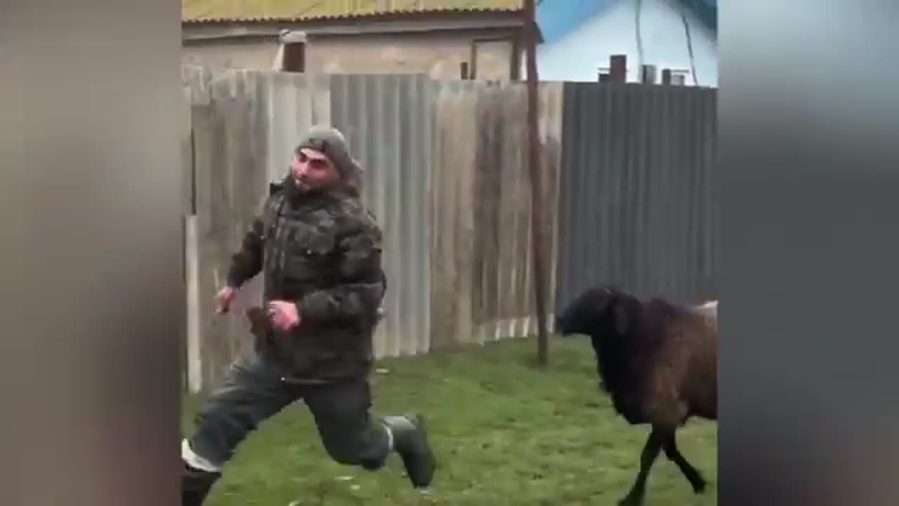 animals chronicles