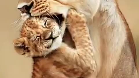 Savanna’s Supermom The Lioness’s Unshakable Love Conquers Nature’s Challenges! 💖🦁🌍