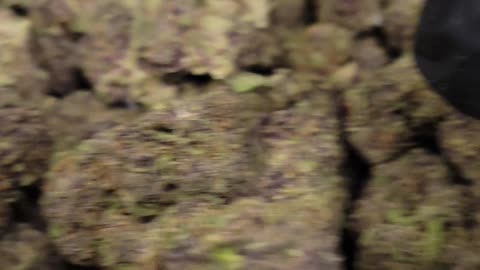 Trop Cherry THCA Flower