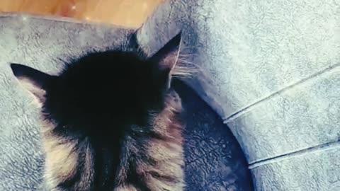 "Parrot vs Cat: The Ultimate Stare Down! 🐱🦜😂#ParrotVsCat #PetStareDown #CatAndParrot