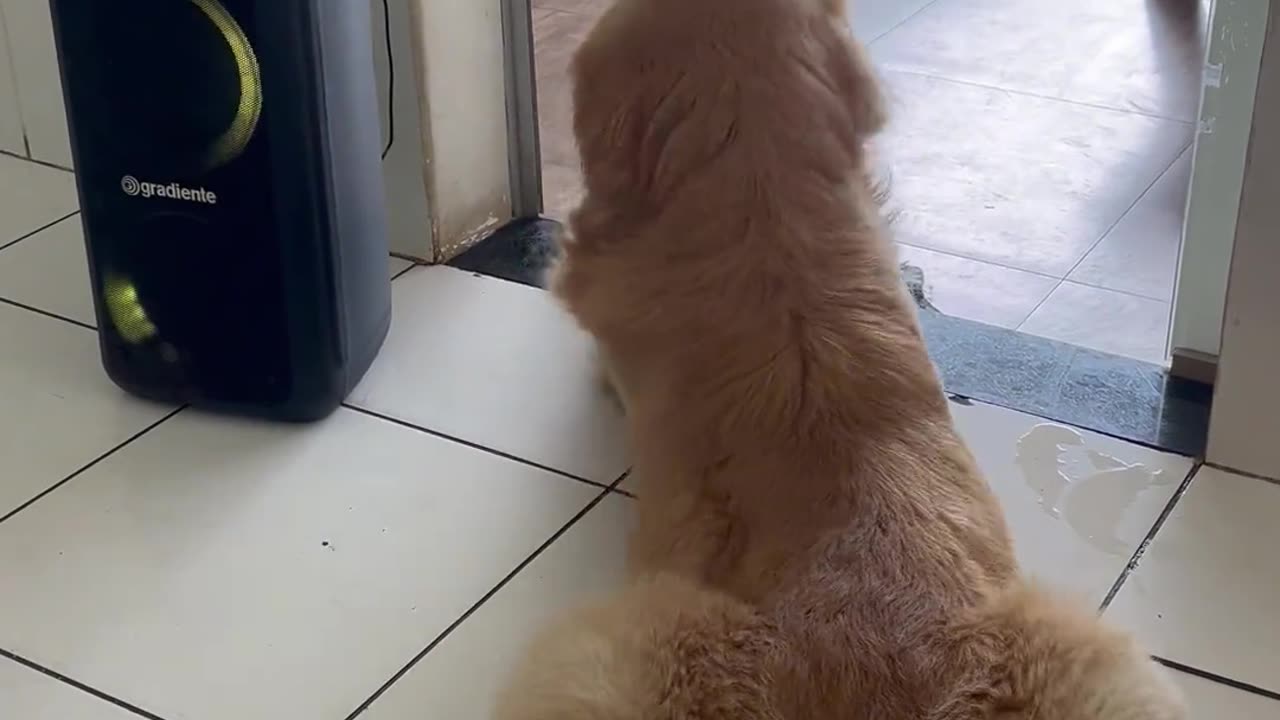 The enchanting posture of a dog