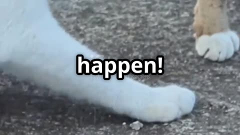 Amazing dogs loves cat