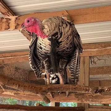 Tom is our Narragansett Turkey