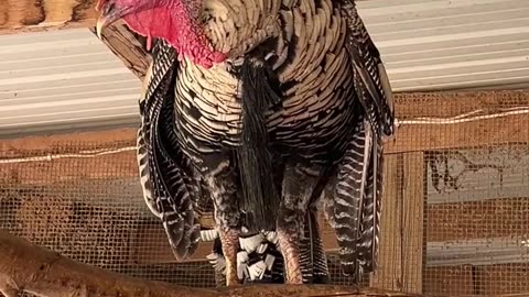 Tom is our Narragansett Turkey
