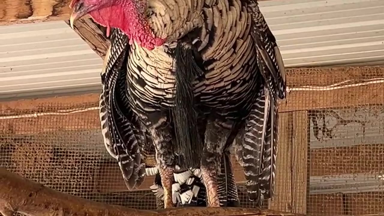 Tom is our Narragansett Turkey