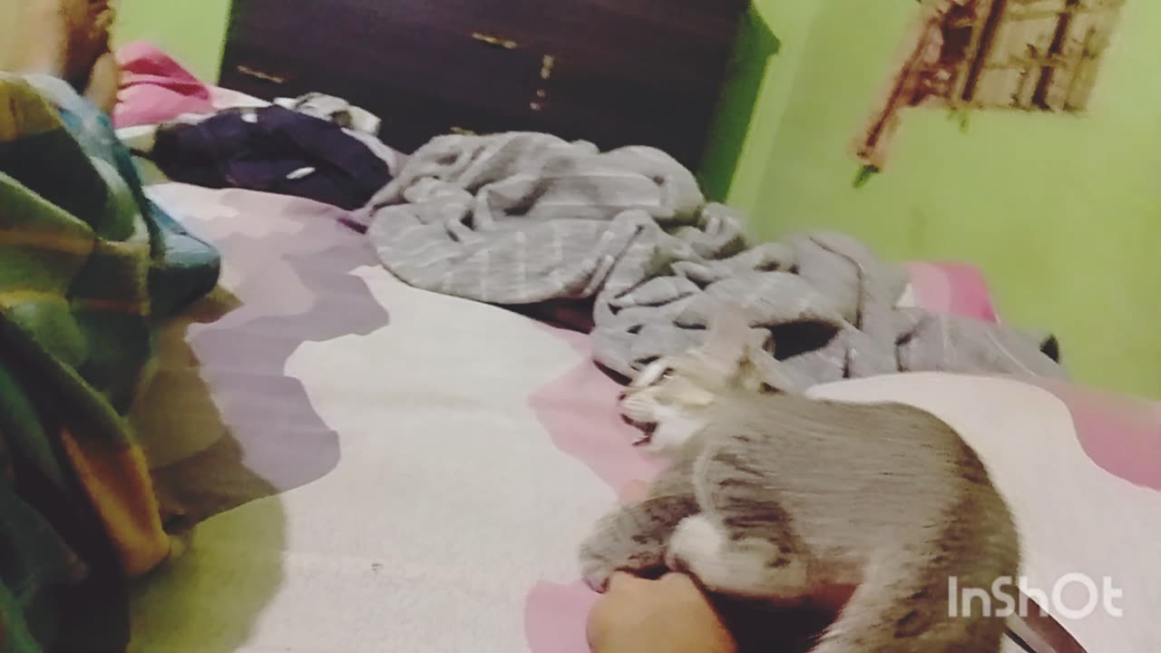 Cat playing with me😸💕