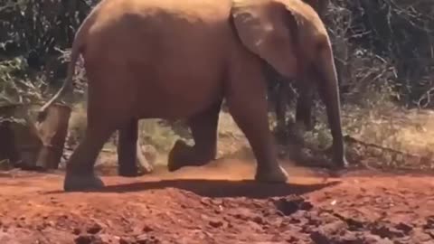 The cute baby elephants