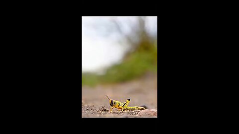 Love All Life Always #269 - Wow! Fascinating Locust Super Swarm 200 Billion Strong. Impressive!!