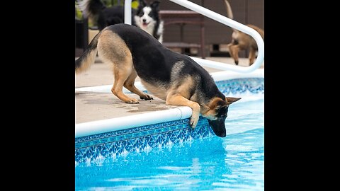 Ranking Best Dogs Olympic Diving Moments