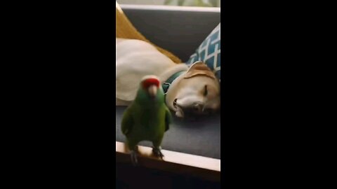 This Parrot Won’t Let the Dog Nap in Peace