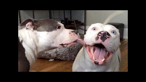 Dogs are never boring, they make us laugh! - Funny dog compilation