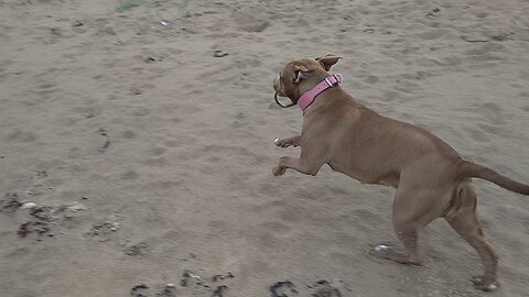 Xena playing on the beach only the second time