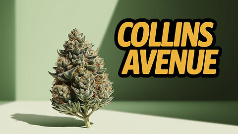 ⛽️ Collins Avenue by JK Distro: Potent & Flavorful! 🍊🍋💯