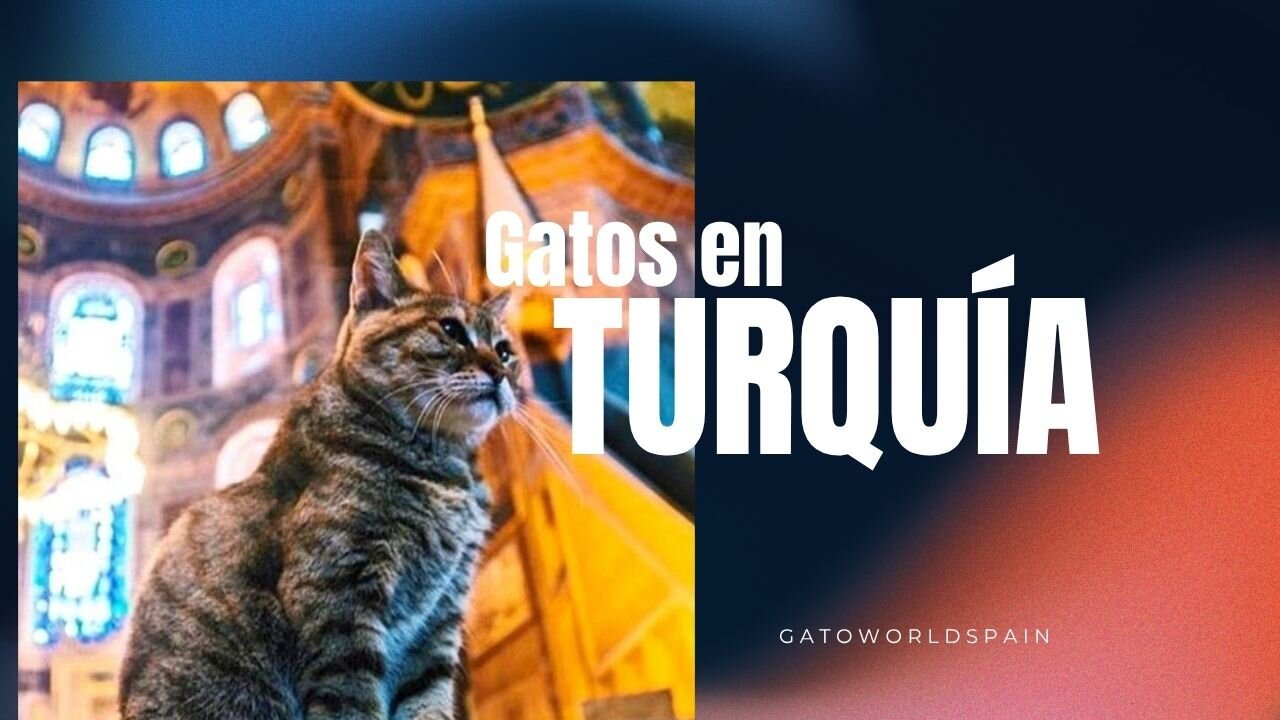 Gatos en Turquía