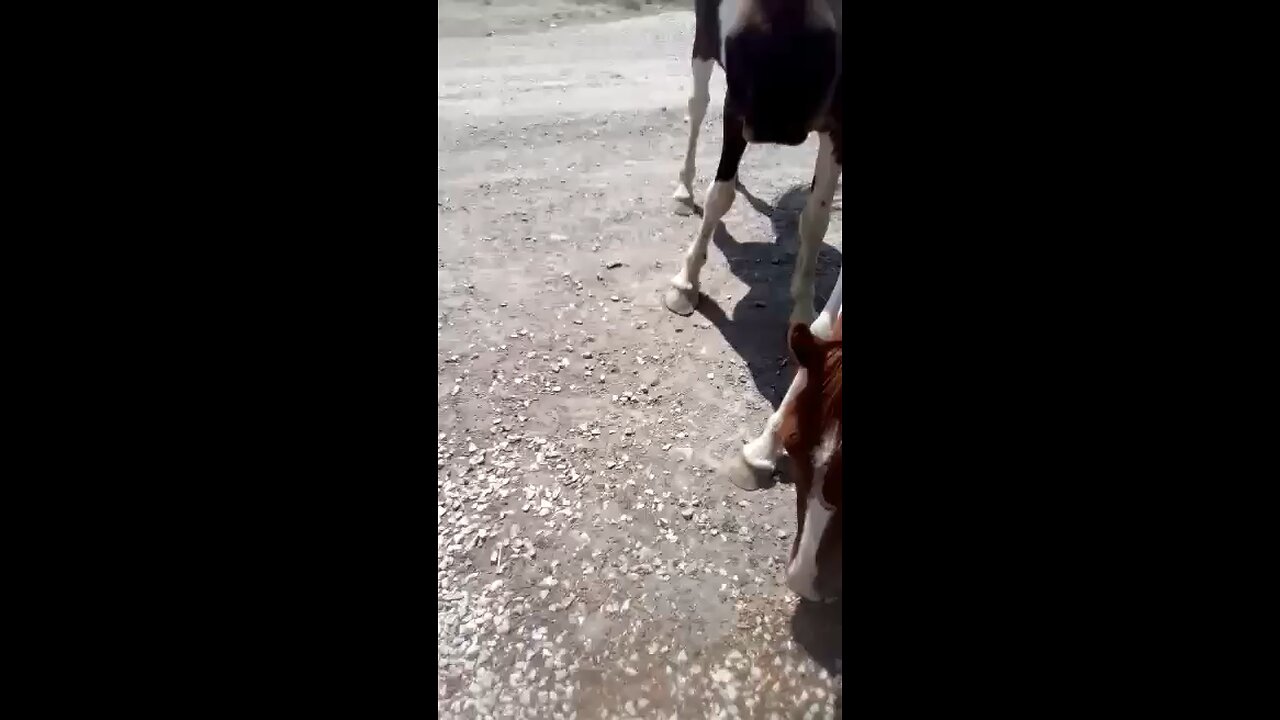 Horses