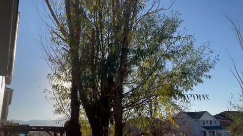 Only yard with trees, but no grass