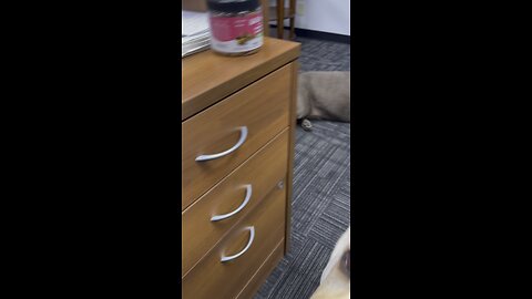 Dogs, Dogs and more Dogs at Work
