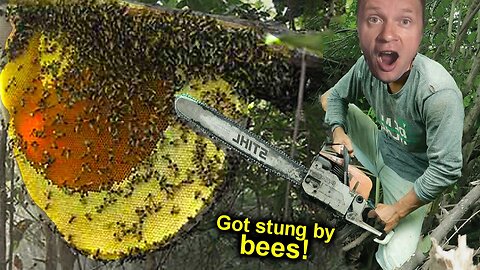 Found a HUGE WILD BEES HIVE. BITTEN RIGHT ON A TREE. FEVER and HALLUCINATIONS FROM BITES