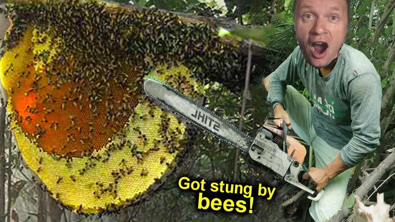 Found a HUGE WILD BEES HIVE. BITTEN RIGHT ON A TREE. FEVER and HALLUCINATIONS FROM BITES